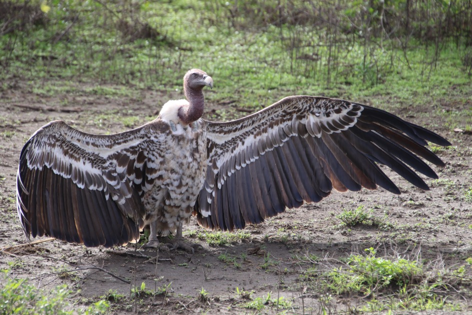 Rüppells gier in Tanzania