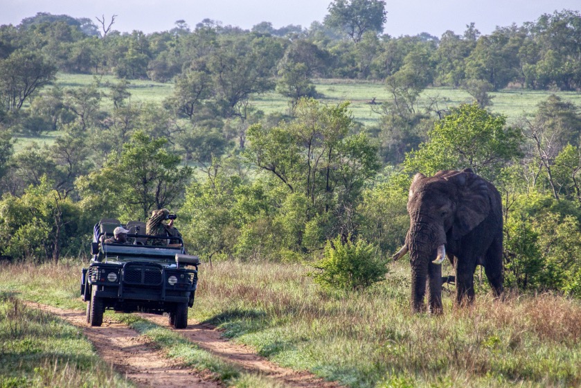 Safari-jeep en olifant in Zuid-Afrika
