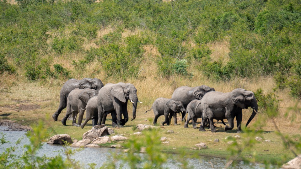 Kruger Park in Zuid-Afrika
