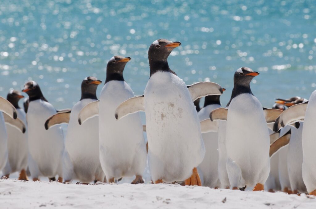 Ezelpinguis, Falkland Eilanden