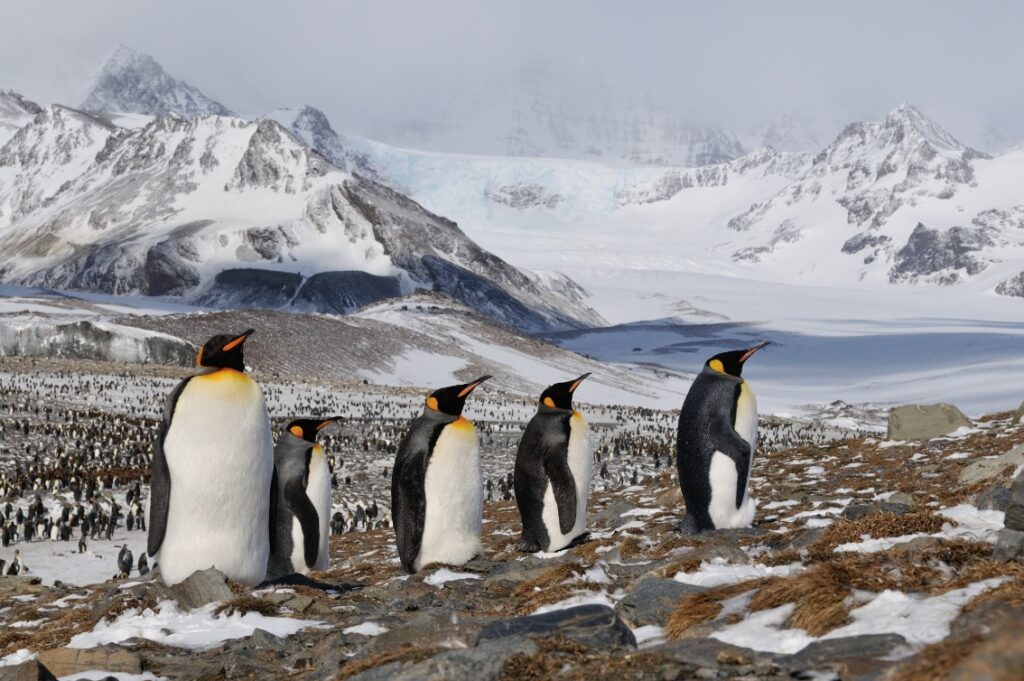 Landschap South Georgia met pinguins
