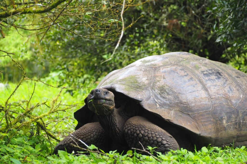 Reuzenschildpad, Galapagos