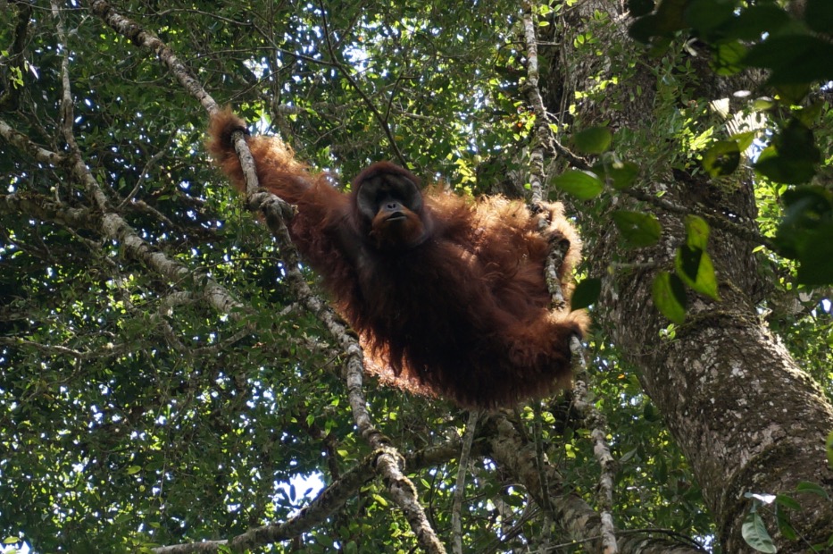 Orang Oetan in Gunung Leuser Natioal Park