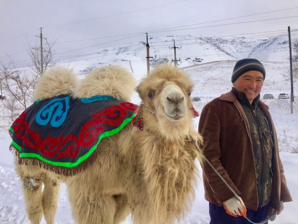 Random kameel langs de weg in Kazachstan