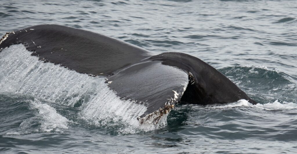Whale watch in Eyjafjordur