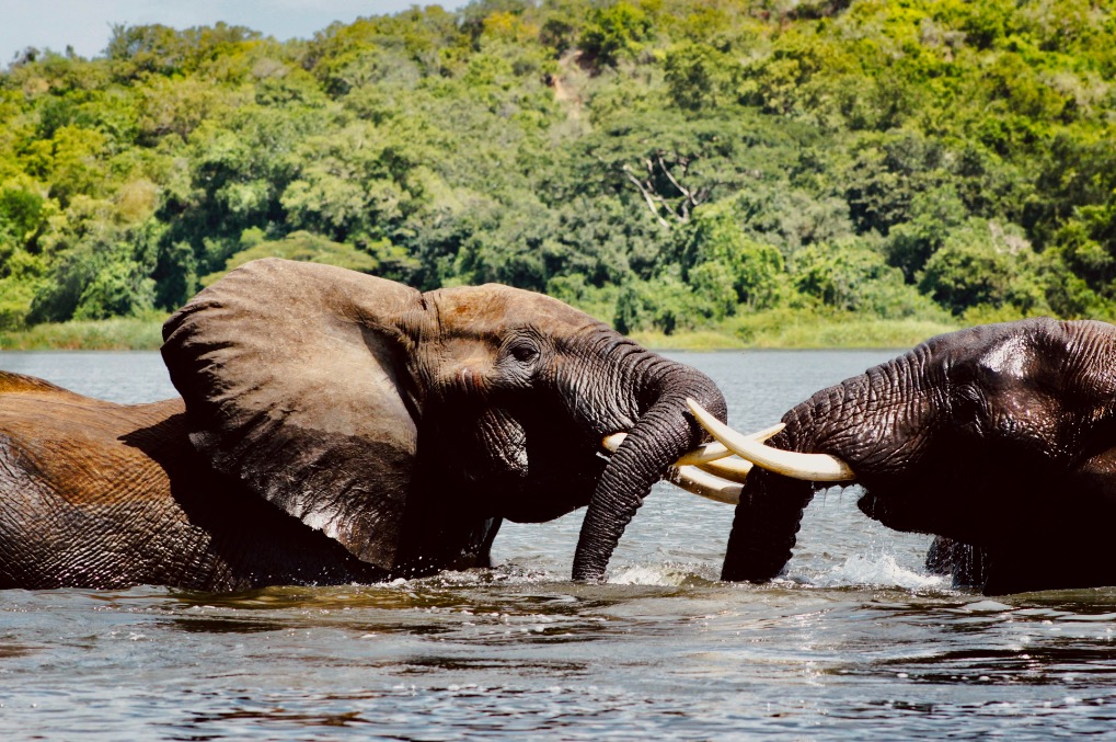 Badende olifanten tijdens een boot safari in Murchison Falls NP