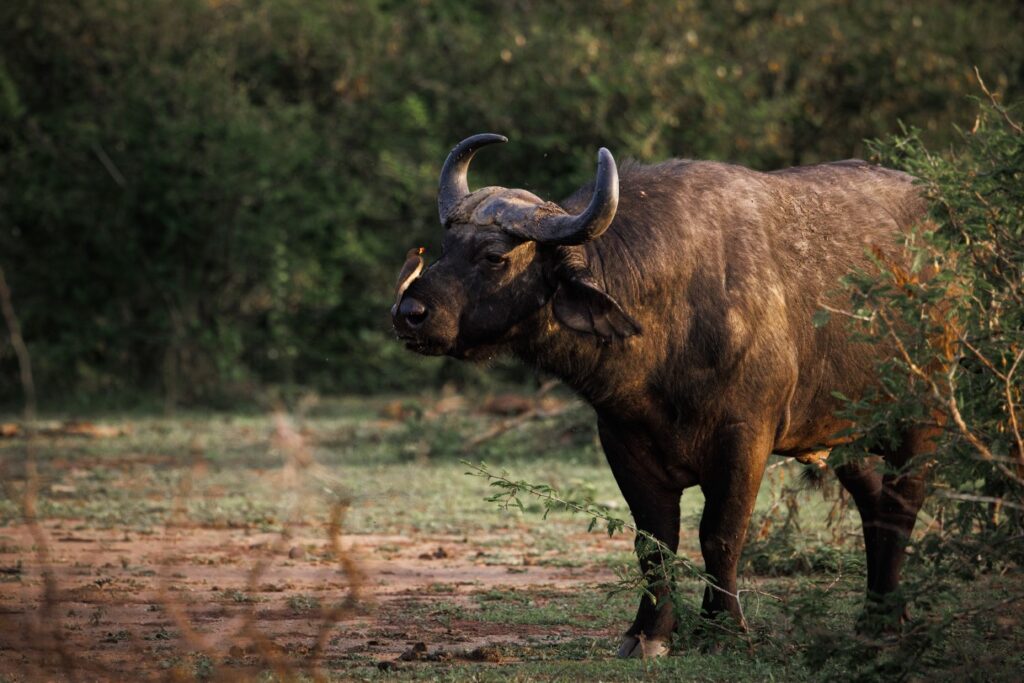 Buffel in Murchison Falls NP