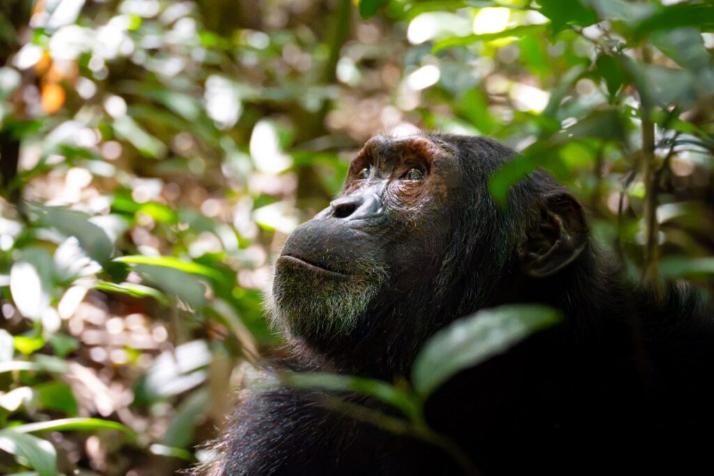 Chimpansee trekking in Kibale Forest NP