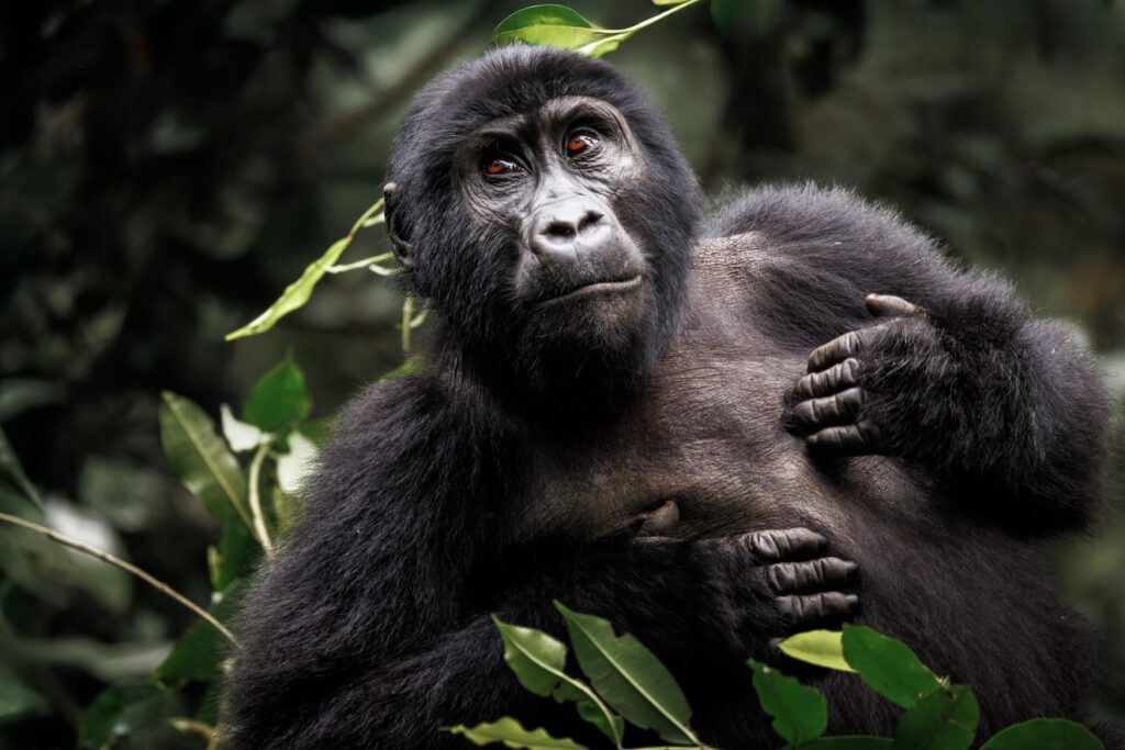Gorilla trekking in Bwindi Oeganda