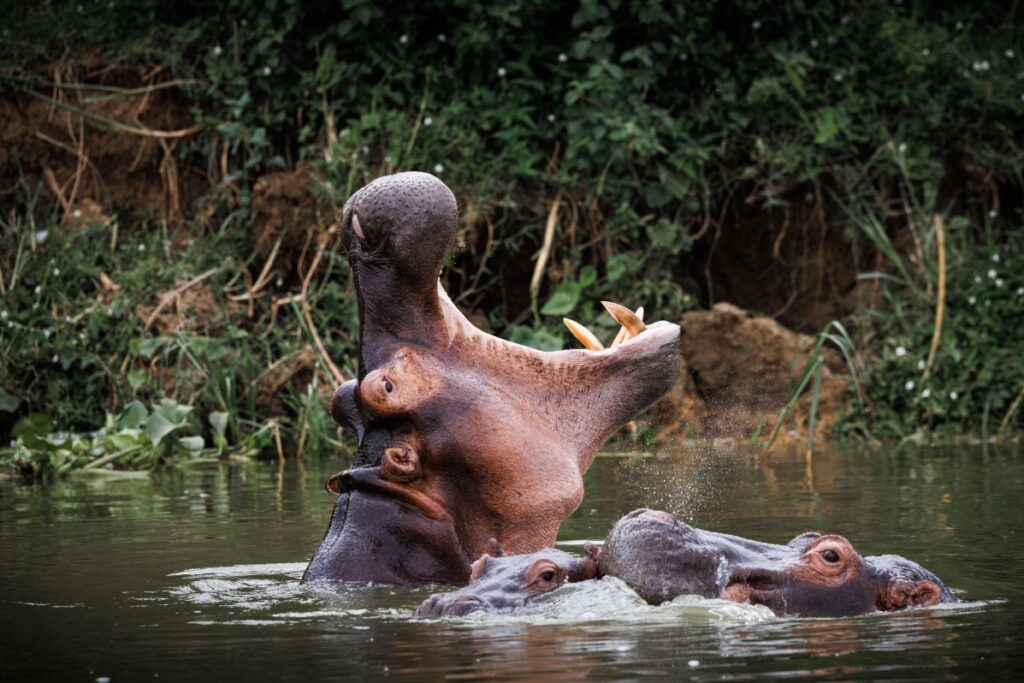Nijlpaarden tijdens de boot safari in Murchison Falls NP