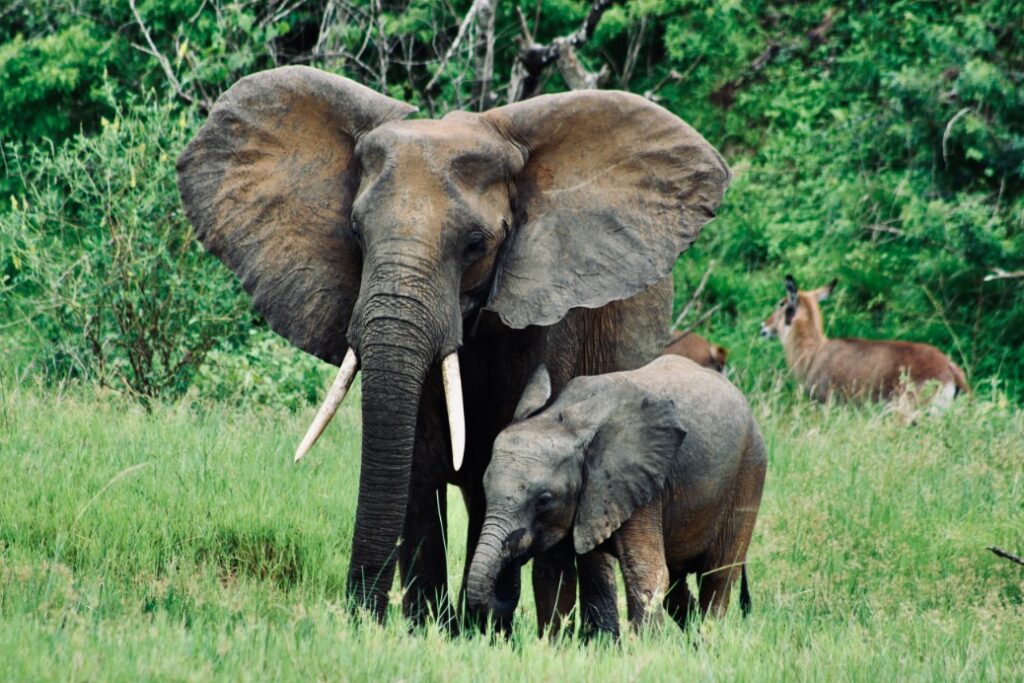 Olifanten in Murchison Falls NP Oeganda