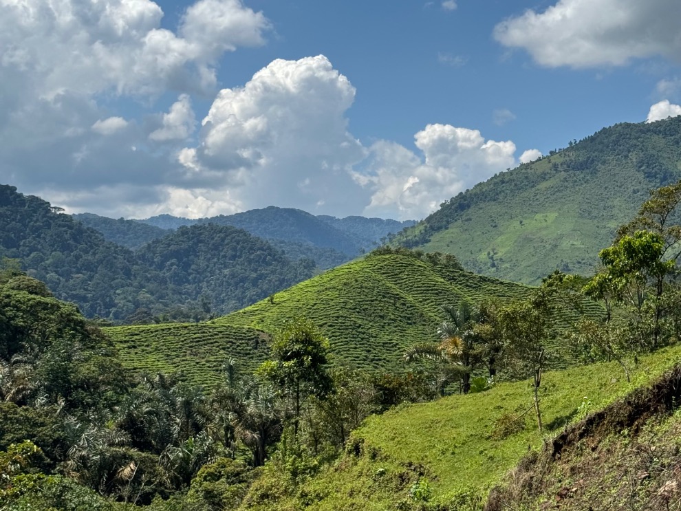 Uitzicht tijdens de hike dwars door Bwindi Impenetrable Forest Bwindi