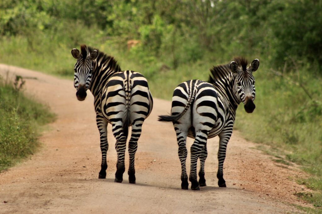 Zebra's in Lake Mburo NP Uganda