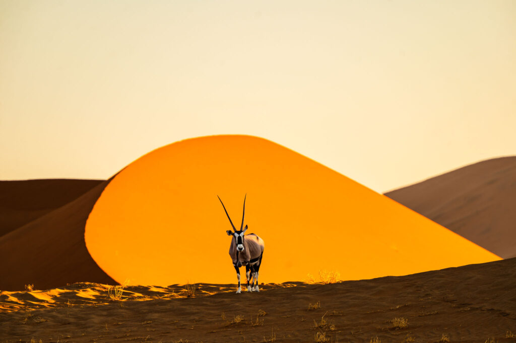 Gebruik van licht en omgeving bij dierfotografie in Afrika