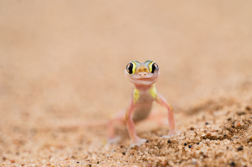 Ook kleine dieren zijn mooi om te fotograferen, zoals hier in Afrika